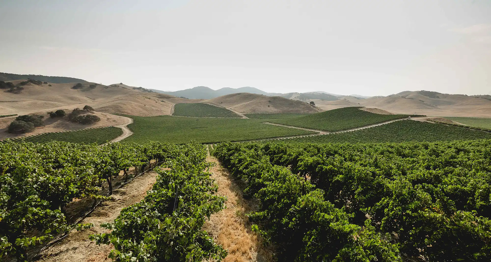 Velvet Buck Vineyards